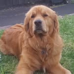 HumphreyBogarttheTeddyBear - @humphreybogarttheteddybear - Instagram