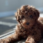 Ted - @teddybearboggs - Instagram