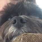 🐾🐶TEDDY🐶🐾 - @teddy_boggs - Instagram