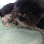 🐾⚡️Teddy🐾⚡️ - @teddy_boggs_ - Instagram