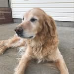 Teddy + Bolt + Keeper - @puppypowermix - Instagram