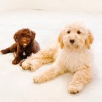 BOONE + TEDDY | goldendoodles - @booneandteddy - Instagram