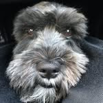 Ted Boone - @ted_the_miniatureschnauzer - Instagram