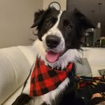 Ted Borden - @tedbordencollie - Instagram