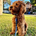 Teddy! - @teddy.boudreaux - Instagram