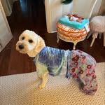 Theodore Boudreaux aka Teddy - @ted_the_wonder_boy - Instagram