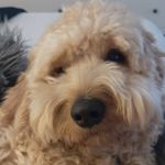 Ted Bowen - @ox_teddybear_ox - Instagram