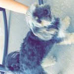 Teddi Boyce🐾 - @teddi.belle.boyce - Instagram