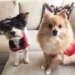 Teddy and Boyce - @_teddy_boyce_ - Instagram