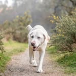 Ted and Olly Bradshaw - @super_ted_the_lab - Instagram