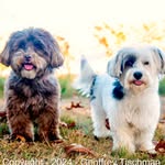Brady & Ted’s Adventures - @bradyandteddytales - Instagram