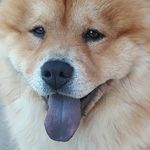 ❤️🐾 Teddy B. 🐾 ❤️ - @teddy.braggion - Instagram