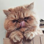 Ted - @ted_brazilianpersian - Instagram