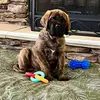 Tedthebrindlemastiff - @tedthebrindlemastiff - TikTok