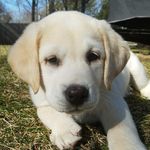Bronson - @bronsonandted - Instagram