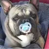 Doggosssss - @teddy_bronson_2021 - TikTok