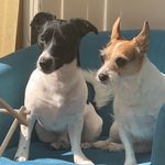 Teddy & Bronson - @thejackoftherussells - Instagram