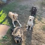 Cooper- Frank- Ted-Brooke - @the_lake_fur_crew - Instagram
