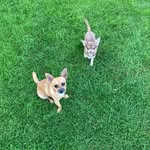 Coop & Ted jackawawa brothers - @cooper_teddy_jackawawa - Instagram