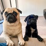 Leo&Ted Pugs❤️ - @leo_ted_brothers - Instagram