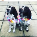 Ted & Bailey Springer Brothers - @ted_bailey_springer_brothers - Instagram