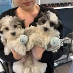 Ted & George Maltese Brothers - @maltesebrothers5 - Instagram