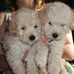 Ted &amp; Logan toy poodle brothers - Facebook