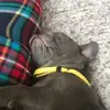 Posts about my dogs - @bruce.ted.mabel - TikTok