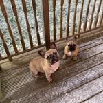 Ted & Bruce 🐶 - @tedandbrucefrenchies - Instagram