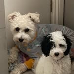 Ted & Bruce 🐾 - @tednbruceontheloose - Instagram