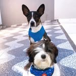 Vocês conhecem o Ted e o Bruce? 🧿 - @tedbrucedogs - Instagram