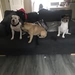 Bruno Ted And Peopa - @brunotedpeppa3dogs - Instagram