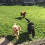 Oreo, Ted, Bruno - @oreotedbruno - Instagram