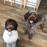 Ted & Bruno - @tedandbruno - Instagram