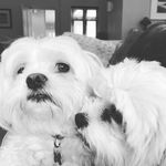 Ted Bryant - @tedamous - Instagram