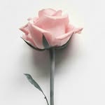 @ted.buddy.rose - Instagram