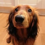 Ted Buddy - @tedbuddythewienerdog - Instagram