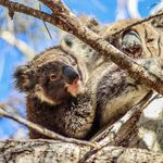 Ted Bullock - @just_wild_photography - Instagram