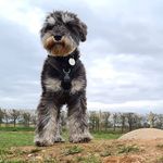 Ted Bullock - @schnauzer.ted - Instagram
