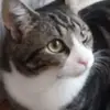 Ted Bullock  - @ted.the.bear - TikTok