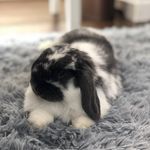 Ted Bunndy - @ted.bunndy - Instagram
