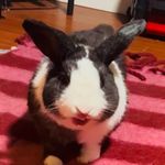 @ted_bunny7 - Instagram