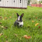 Ted Bunny - @ted.bunny2020 - Instagram
