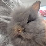 Ted Bunny - @tedbunnymiami - Instagram