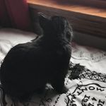 Ted Bunny - @bunny.ted - Instagram