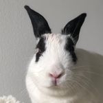 Ted Bunny - @tedbun.ny - Instagram