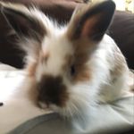 Ted Bunny - @the_adventures_of_tedbunny - Instagram