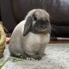 Ted Bunny - @therealtedbunny - TikTok