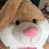 Ted Bunny - @tedbunny1 - TikTok