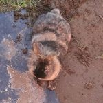 Ted_Bunny - @ted_bunny1 - Instagram